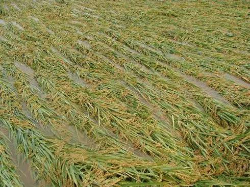 天鴿臺風后農作物災后應對措施 柑橘、玉米、水稻、火龍果及蔬菜應急指南