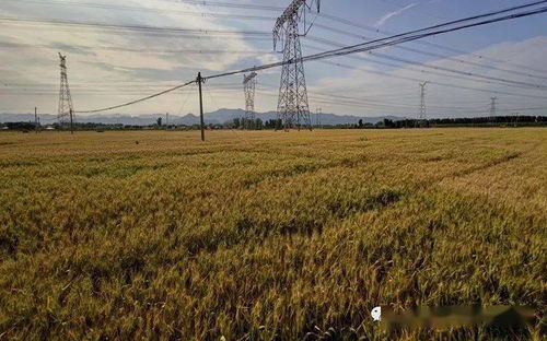 我國農作物良種覆蓋率超96%，自主選育品種面積占比超95%，水果種植業蓬勃發展