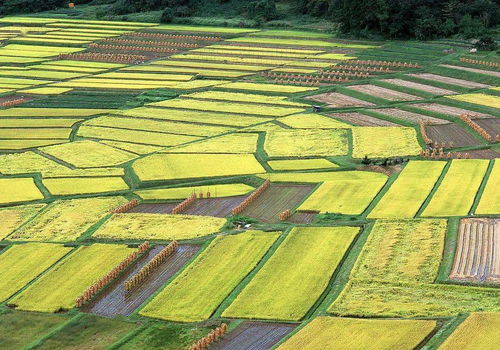 新人心語 | 以作物為導向分析市場，以客戶為中心推進營銷