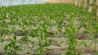 當農作物“喝中藥” 甘肅探索植物源農藥保障舌尖安全