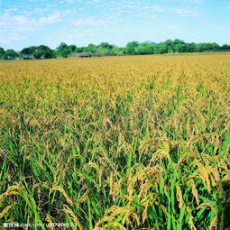 農作物圖片在水果種植中的應用與價值