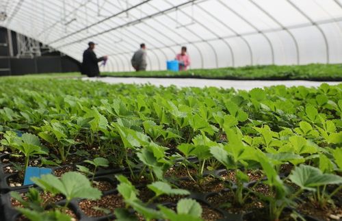 太空出差半年的農作物種子回家了，航天育種有何不同？