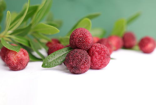 小米圖片素材庫 探索植物花草分類下的農作物與蔬菜之美