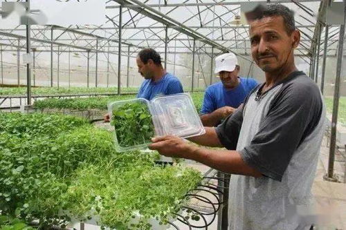 以色列農業產業領先全球的七大秘訣 揭秘水果種植的創新之路