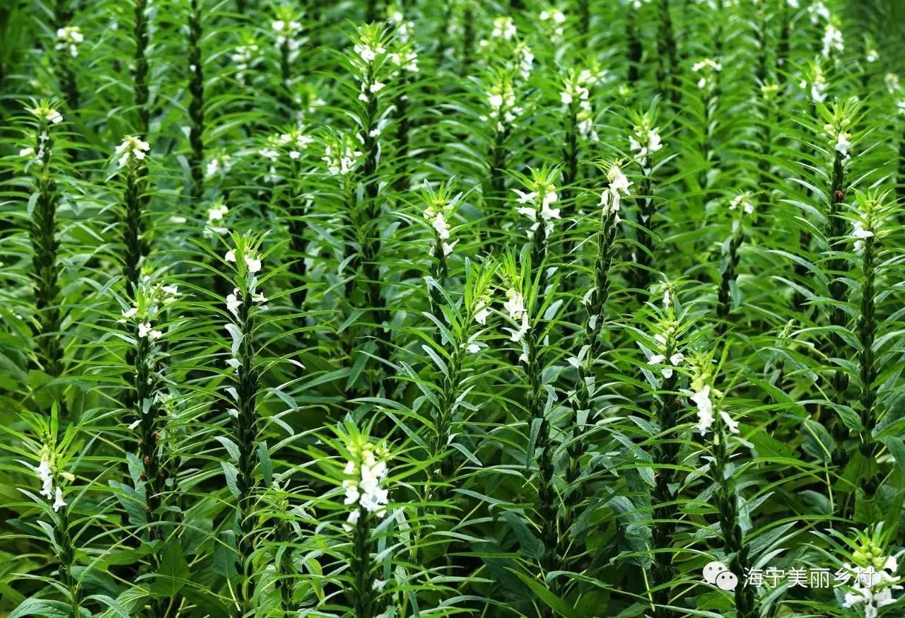 【上照時間】這些漂亮的農作物，你認識嗎？