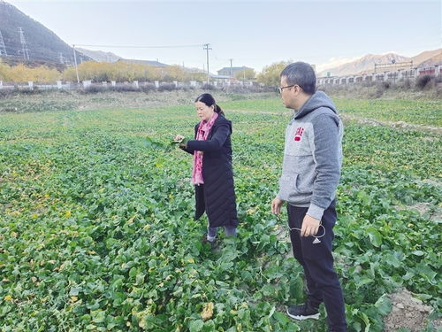 一粒良種 萬擔好糧 西藏探索農作物高產高質的“密碼”